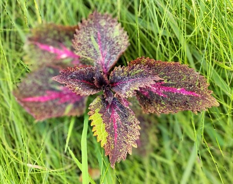 Робин гуд ТМ колеус