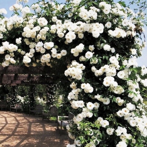 Шнеевальцер(Schneewalzer)