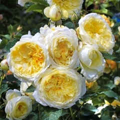 Роза английская Зе Пилигрим (пилгрим) 