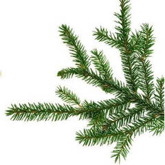 Эфирное масло Черной Ели (Black Spruce) - 10 мл. Compagnie des Sens