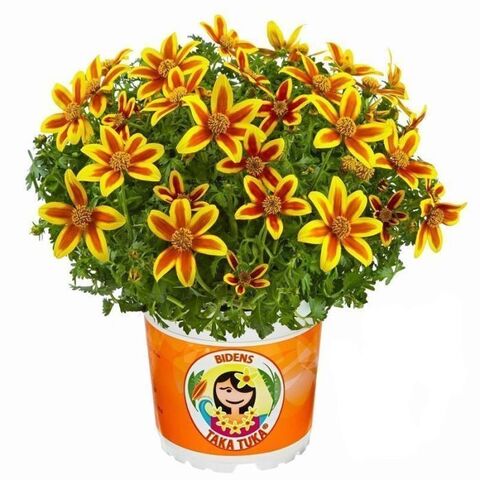 1327 Биденс TAKA TUKA M YELLOW RED STAR