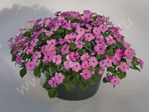 S7604 Бальзамин Walleriana Lollipop Bubblegum (Pink) 5шт.