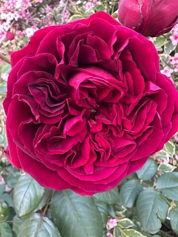 Зе Сквайр(The Squire)