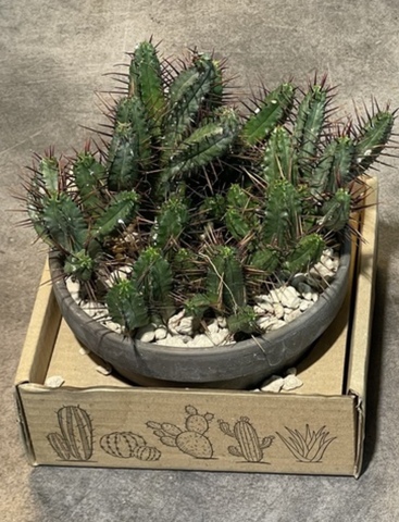 Эуфорбия Энопла в керамике d15