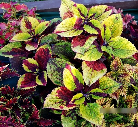 Фантом Тай колеус КСР