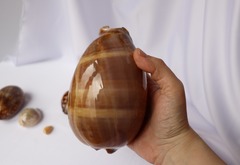 Ципрея олень (Cypraea cervus), 14см, 1шт