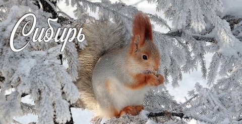 Урал Сувенир - Сибирь кружка керамика 300 мл №0018