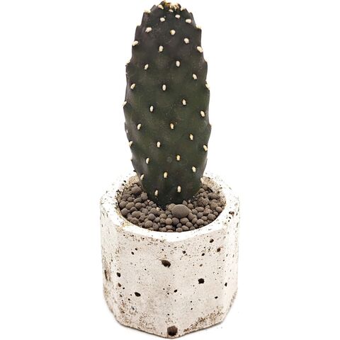 Кактус Опунция Консолея