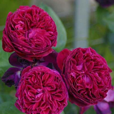 Фальстаф (Falstaff)