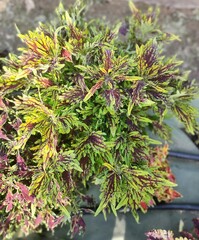 Bengal Fire Тай колеус КСР