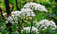 Teofrast Валериана лекарственная valeriana