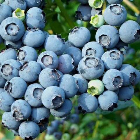 Голубика Норт Блю