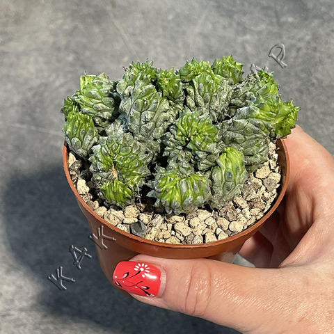 Эуфорбия Грин Эльф Кристата d9