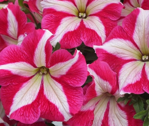 S6032 Петуния кустовая Grandiflora TriTunia Rose Star 10шт.