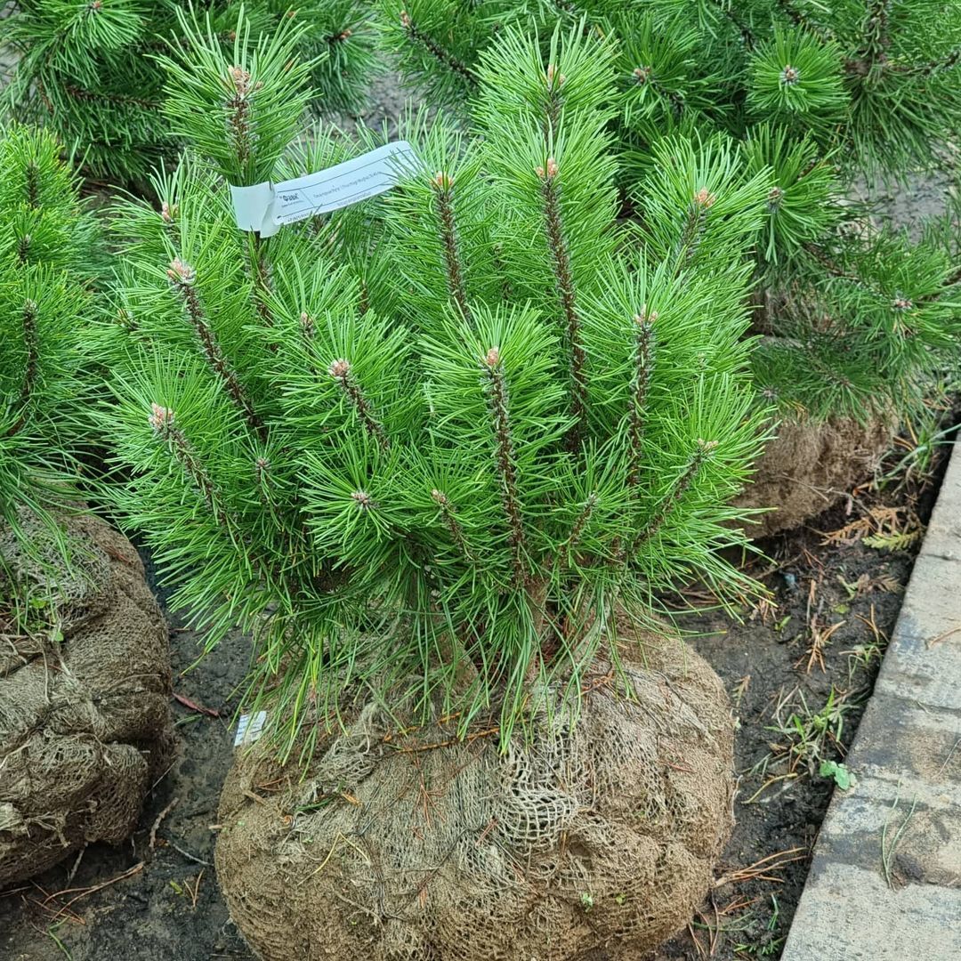 Сосна горная мугус купить. Сосна Горная Мугус. Pinus nigra Brepo. Сосна Горная Мугус 40- 60 см. Сосна Мугус Гном.