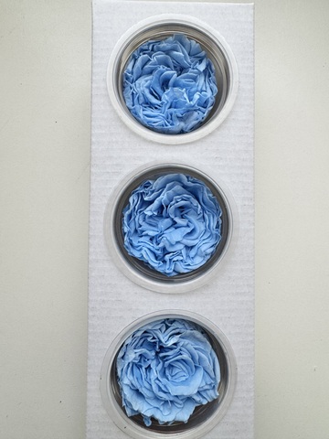 Роза сортовая 6-7см Синий (цена за 3шт)