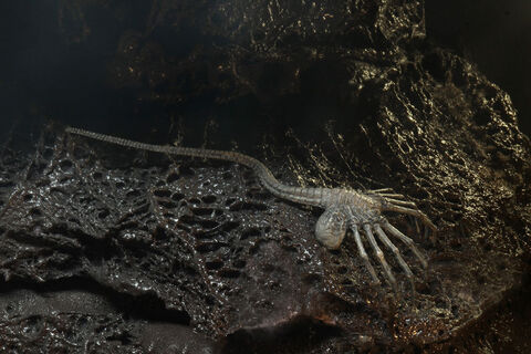 Фигурка Чужой Гигера Alien 40th Anniversary