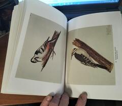 Акварели декабриста Петра Ивановича Борисова