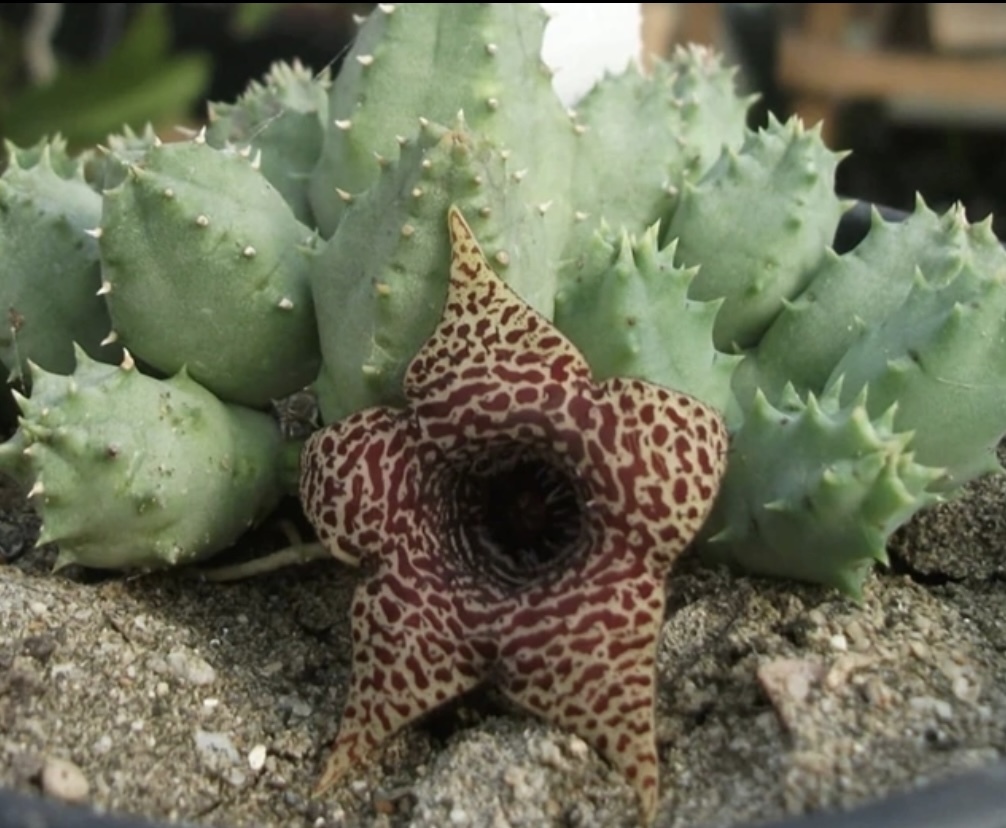 Huernia Piersii. Huernia aspera. Гуэрния цветок. Huernia Ghost.