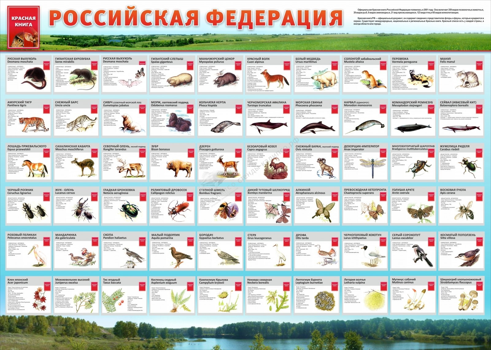 Красная книга волги. Список животных красной книги. Список животных занесенных в красную книгу. Список животных красной книги Росси.