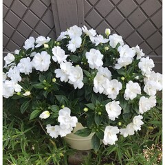 1124 Бальзамин НГ WILD ROMANCE WHITE