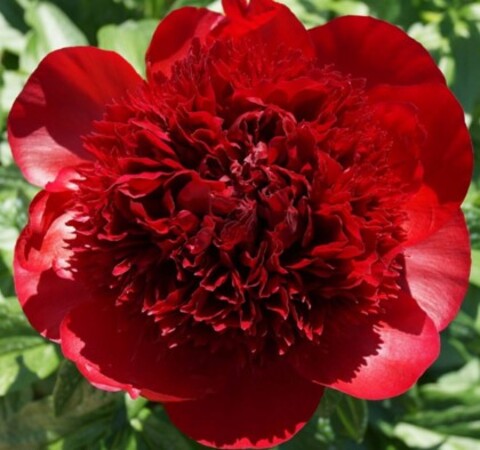 Пион межвидовой гибрид Ред Шарм