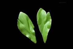 Силиконовый молд 