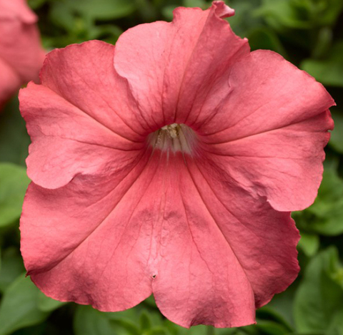 S6033 Петуния кустовая Grandiflora TriTunia Salmon  10шт.