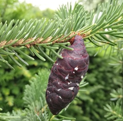 Teofrast Ель корейская Picea koraiensis