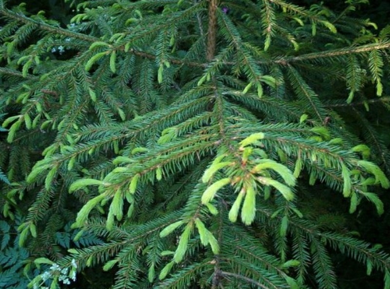 Семена Ель корейская Picea koraiensis