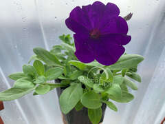 Петуния ампельная Opera синяя