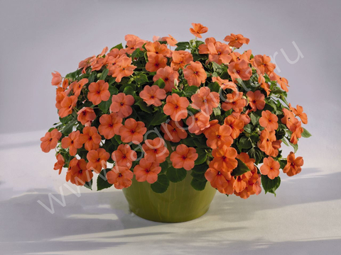 S7605 Бальзамин Walleriana Lollipop Peach (Salmon) 5шт.