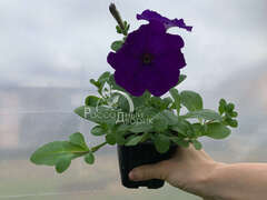 Петуния ампельная Opera синяя