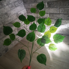 Ветка Фикуса Зеленого крупнолистного 5 веточек