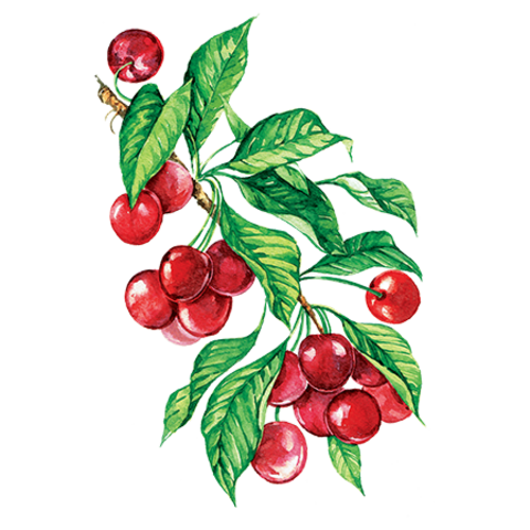 Сироп Вишня ProffSyrup