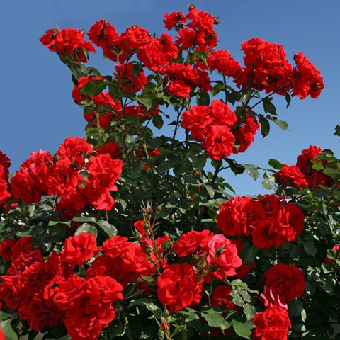Ротер Корсар(Roter Korsar)