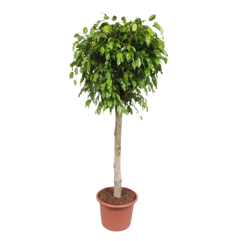 Фикус Бенджамина штамб