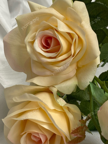Роза пионовидная (Высота - 75 см) - Персиковый - Купить