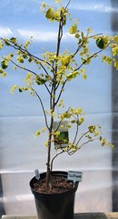 Teofrast Церцис Канадский Rising Sun Cercis canadensis