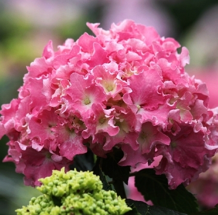 Гортензия крупнолистная Спайк Пинк – купить за 400 ₽ | Vegetativka22
