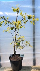 Teofrast Церцис Канадский Rising Sun Cercis canadensis