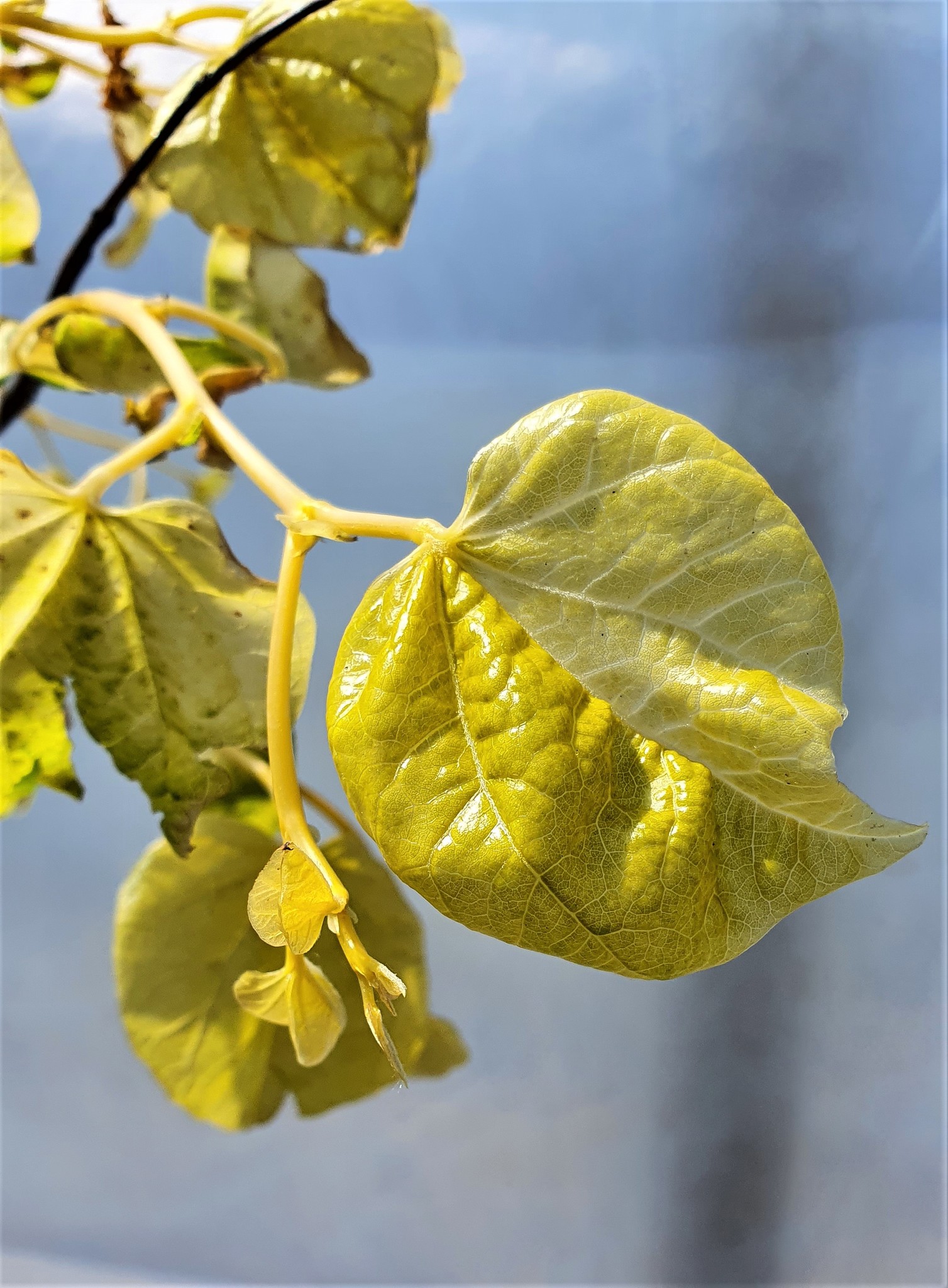 Церцис Канадский Rising Sun Cercis canadensis