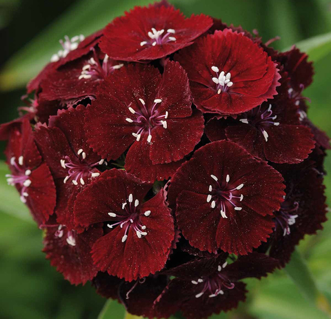 S3109 Гвоздика турецкая Sweet Black Cherry 5шт.