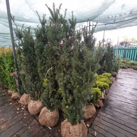 Тис средний Хикси | Taxus media Hicksii 160-180 см