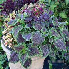 Бергамот UO колеус