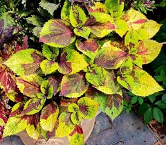 Фантом Тай колеус КСР