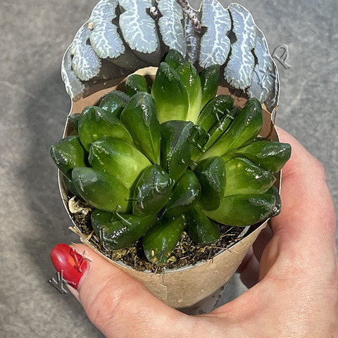 Хавортия Усеченная d7