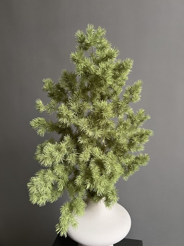 Аспарагус стабилизированный салатовый