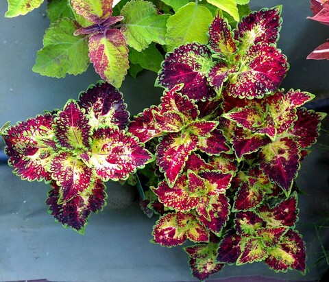 Яркая вселенная ОП колеус КСР