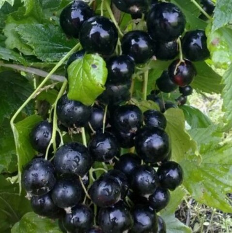 Смородина черная Добрыня